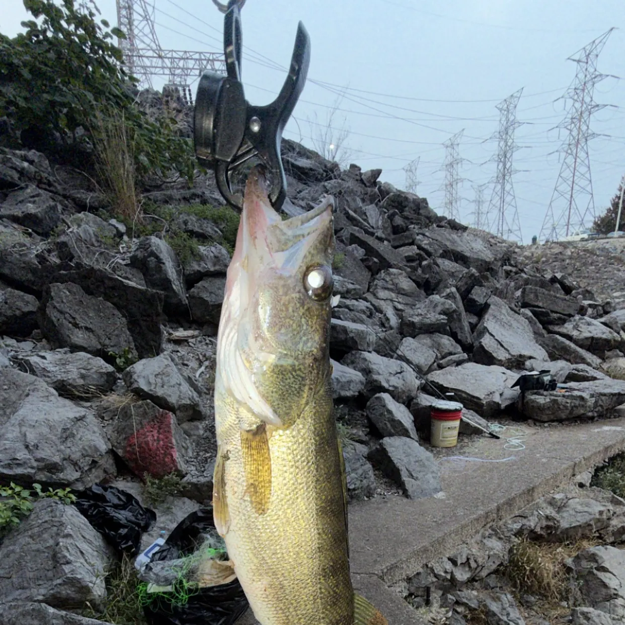 Walleye caught on Fishbrain