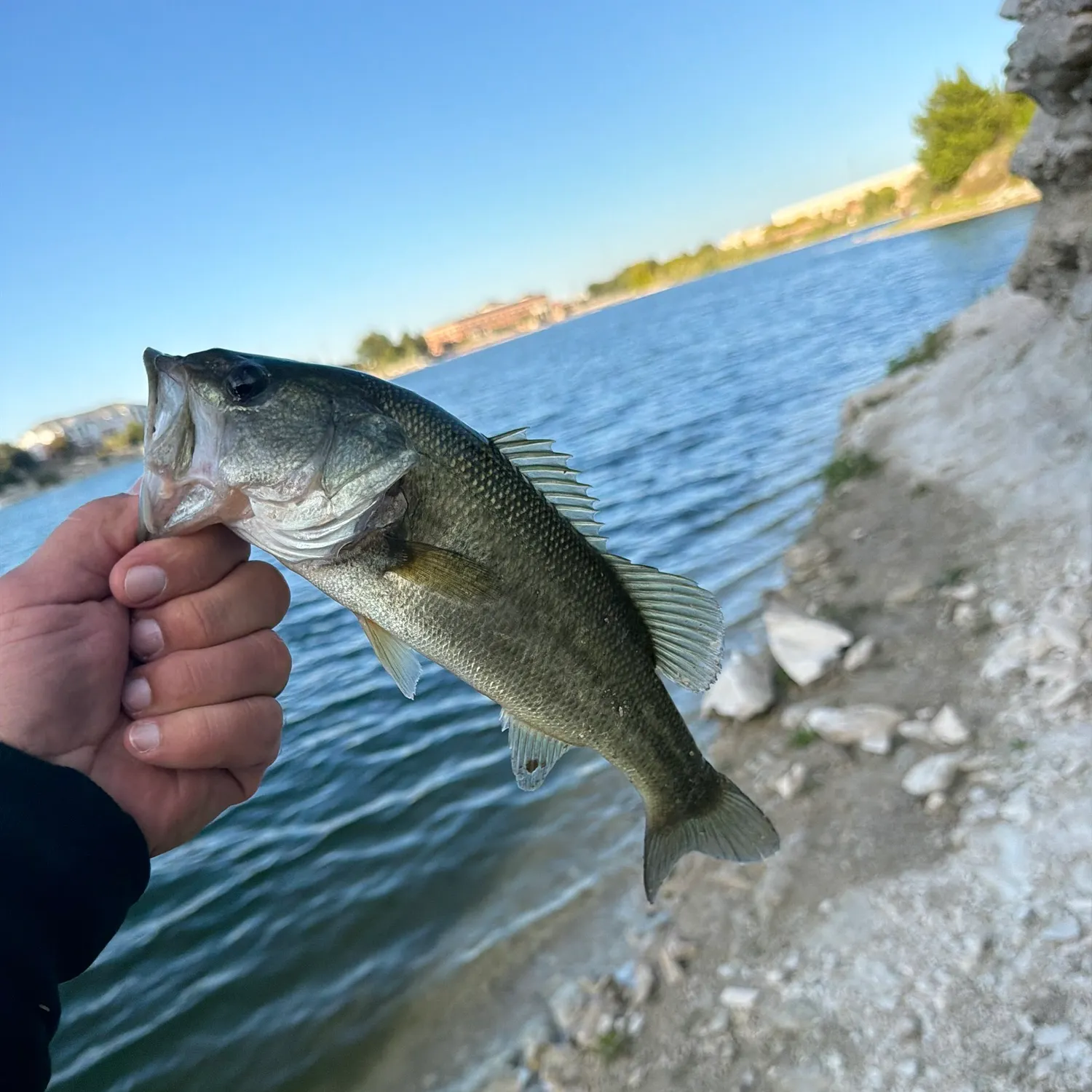 Largemouth bass caught on Fishbrain