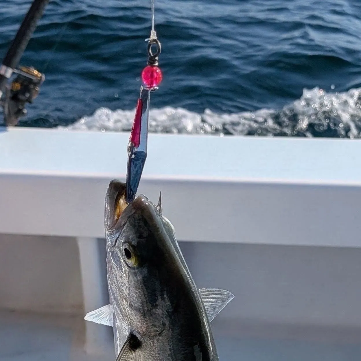 Bluefish caught on Fishbrain