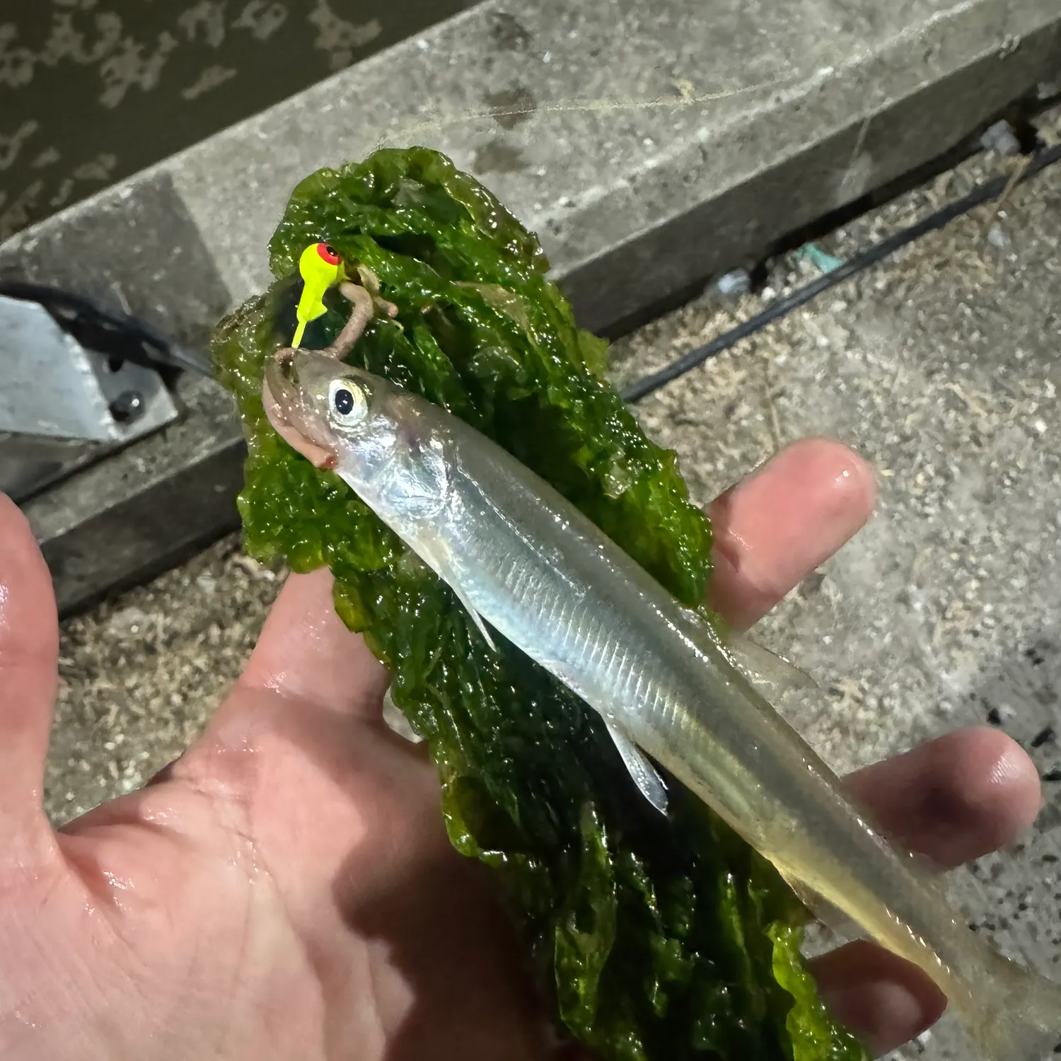 The most recent Atlantic rainbow smelt catches on Fishbrain