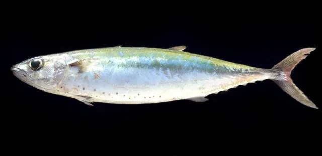 Double-lined mackerel