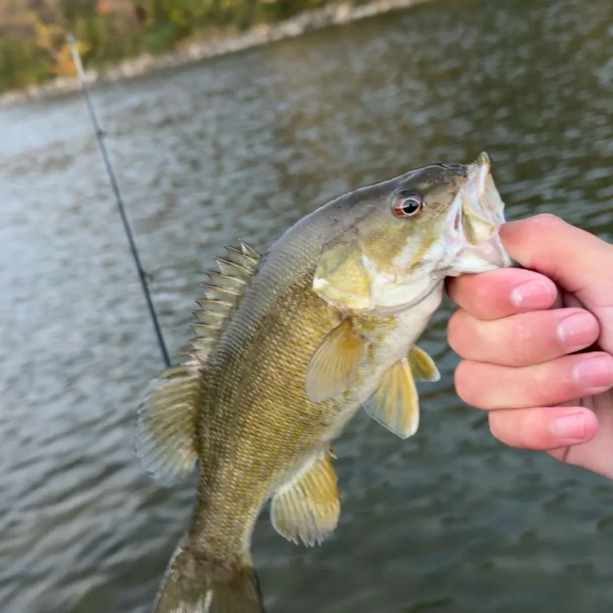 Smallmouth bass caught on Fishbrain