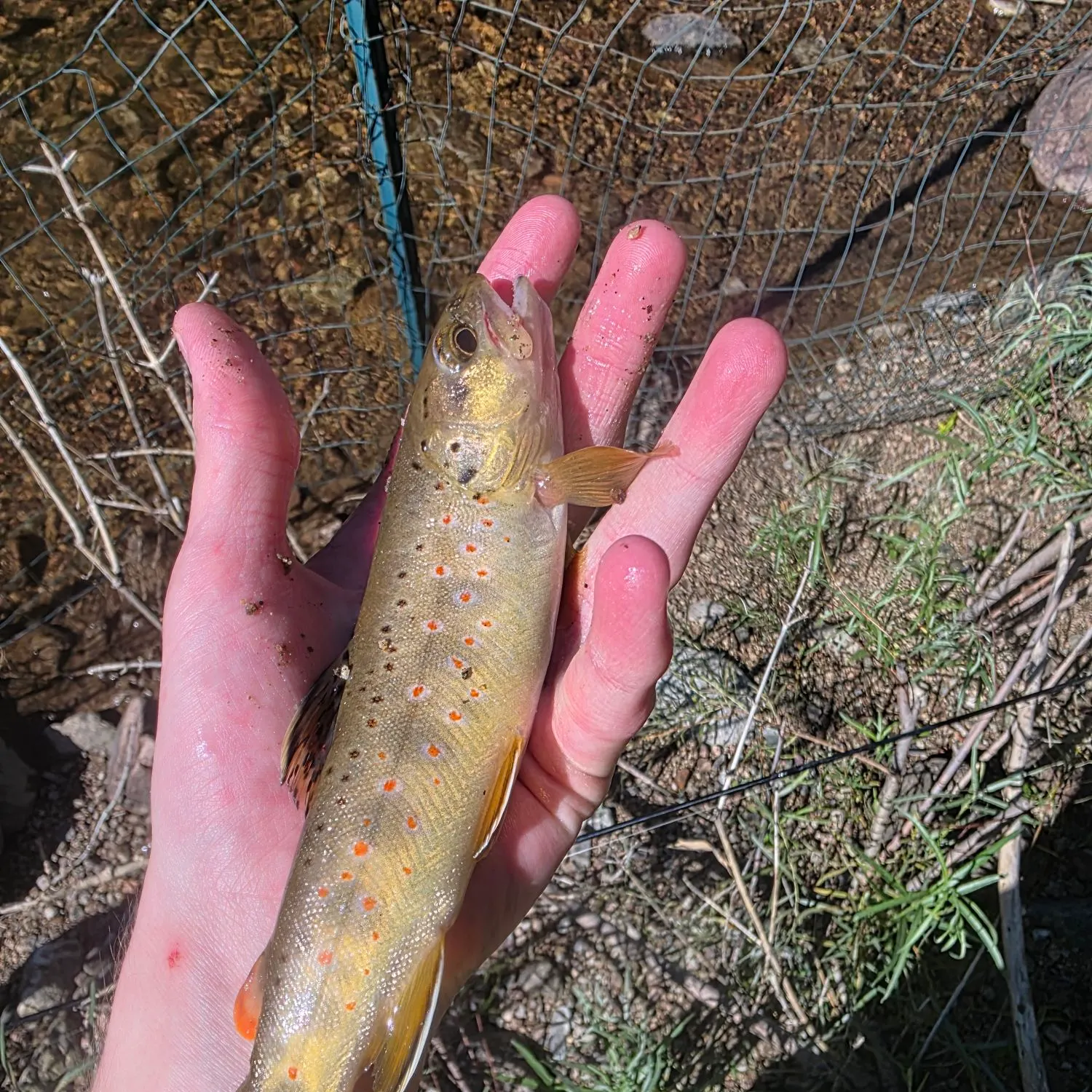 Brown trout caught on Fishbrain