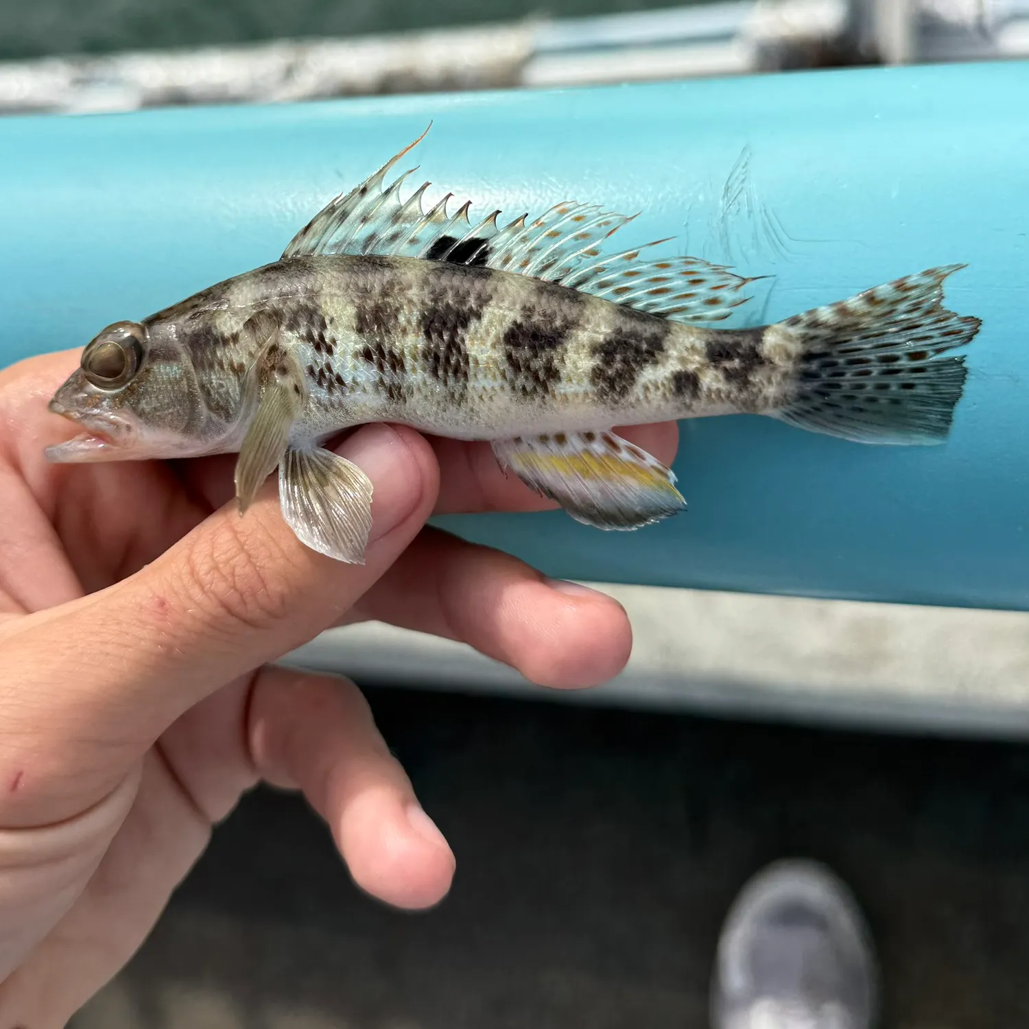 The most recent Rock sea bass catches on Fishbrain