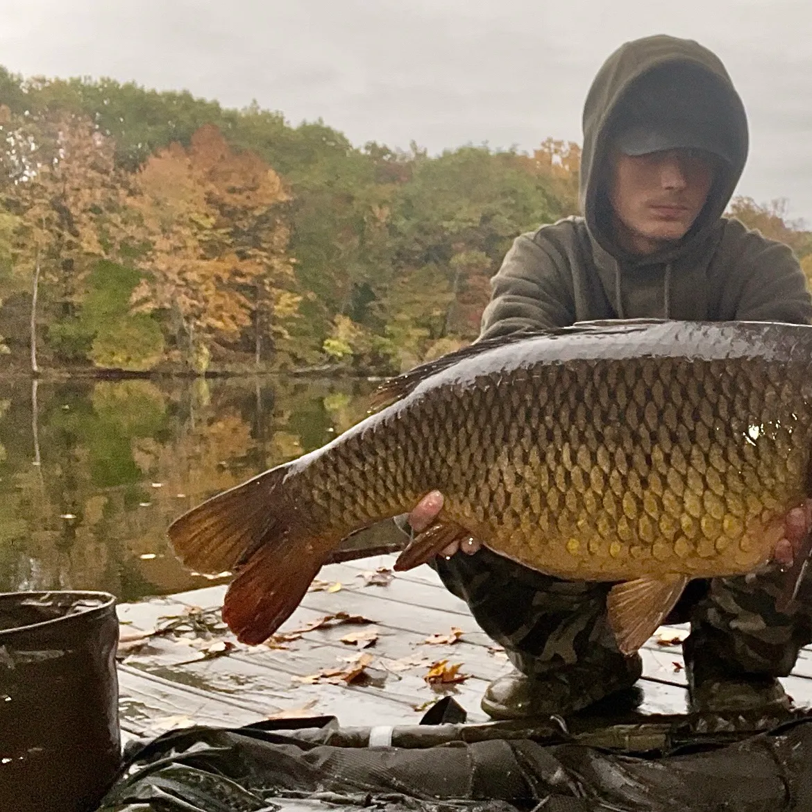 Common carp caught on Fishbrain