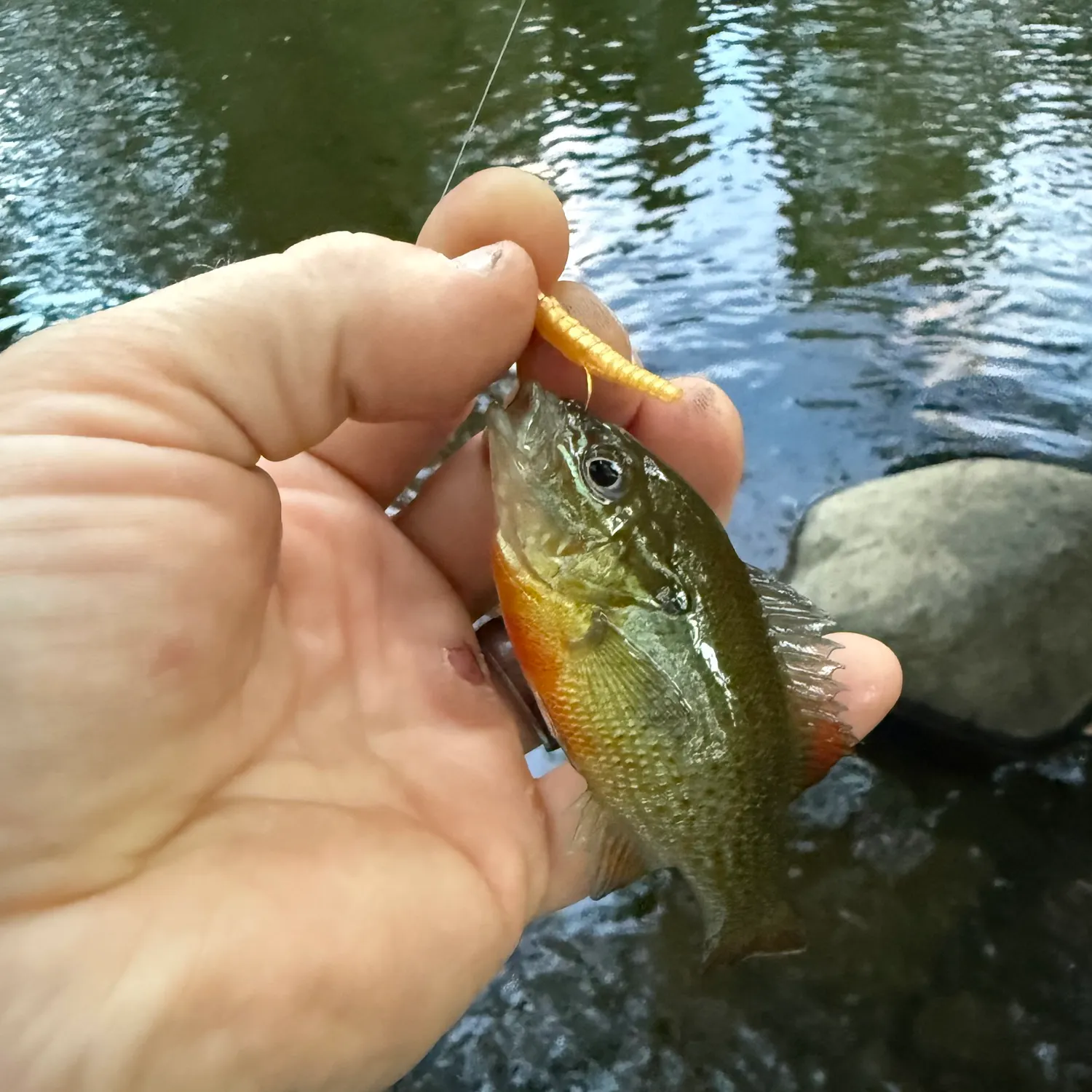Redbreast sunfish caught on Fishbrain
