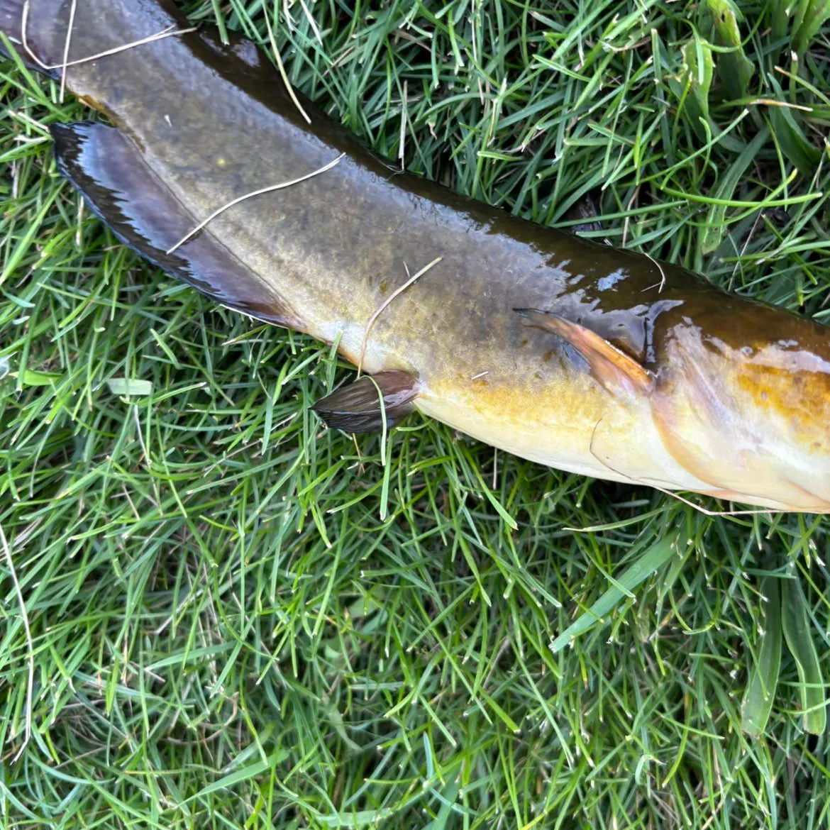 Black bullhead caught on Fishbrain