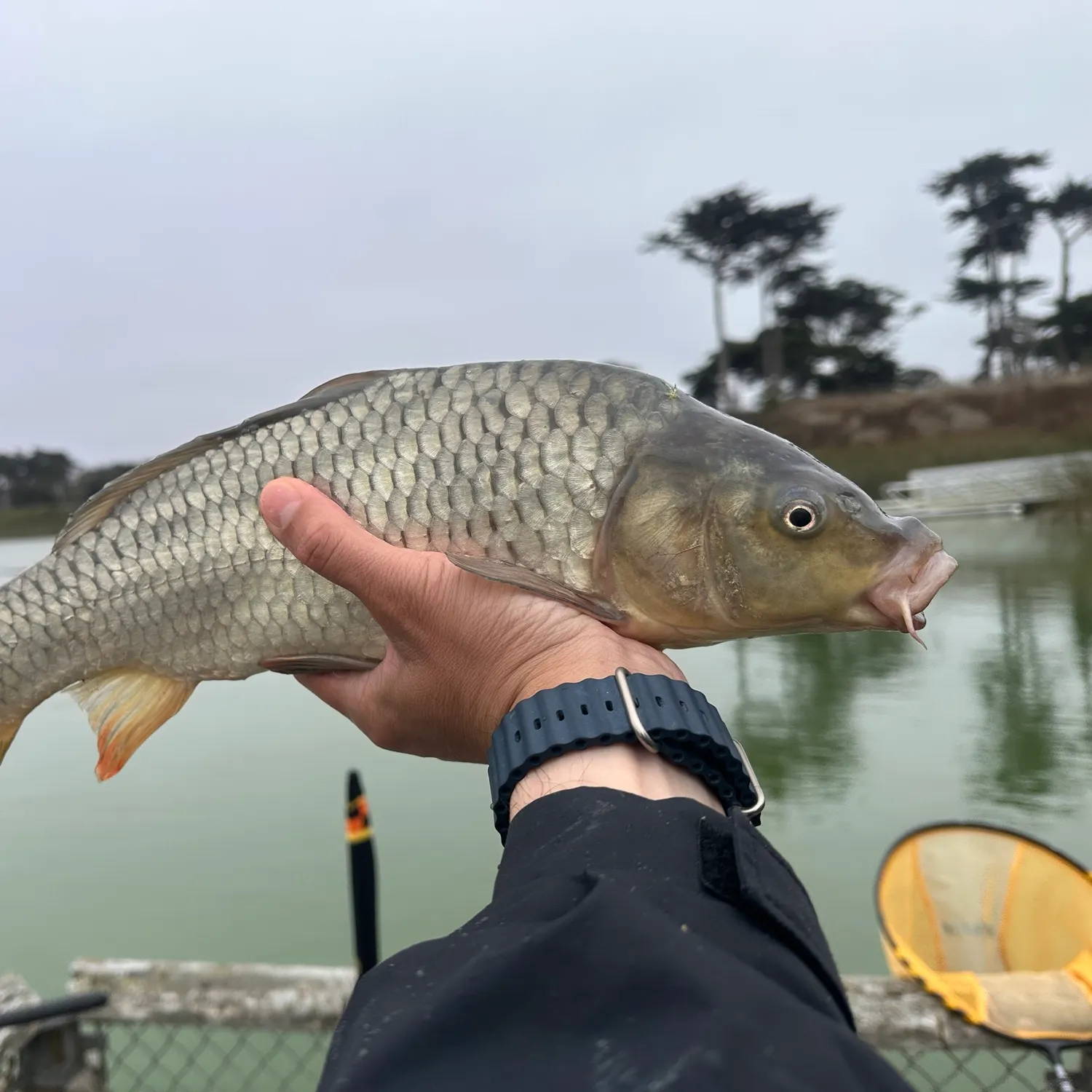 Common carp caught on Fishbrain