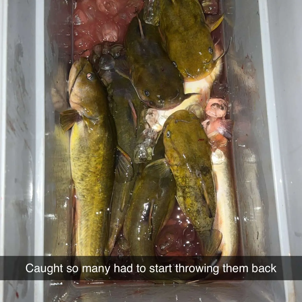 The most recent Brown bullhead catches on Fishbrain