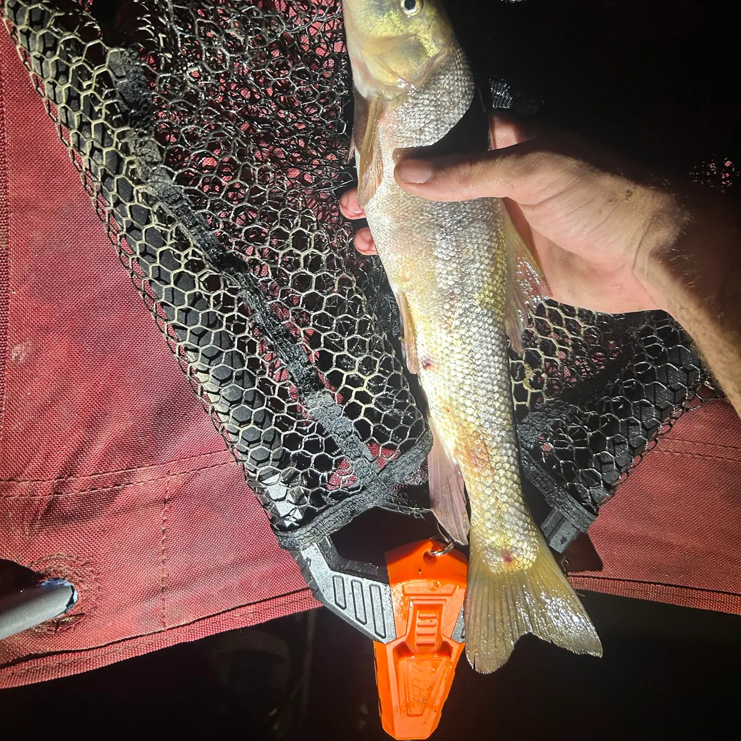 The most recent Sacramento sucker catches on Fishbrain
