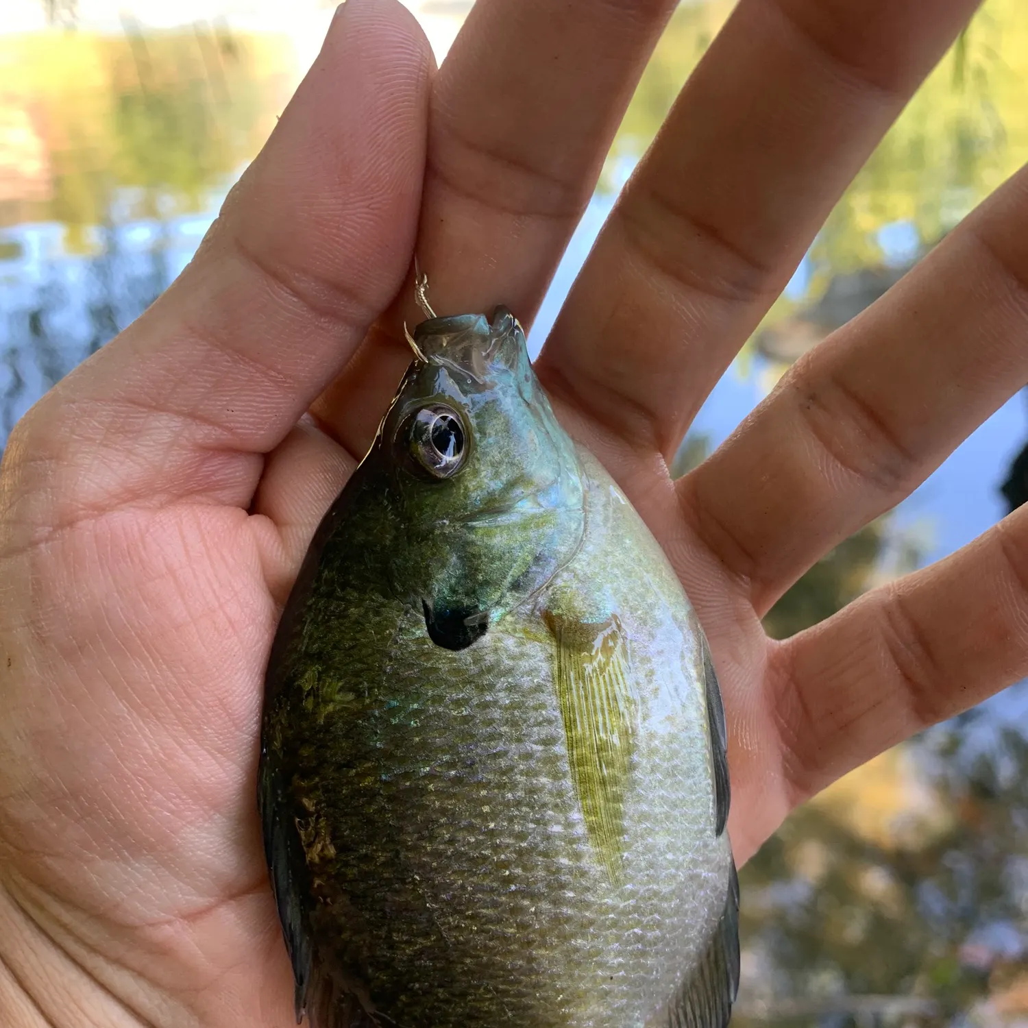 Bluegill caught on Fishbrain
