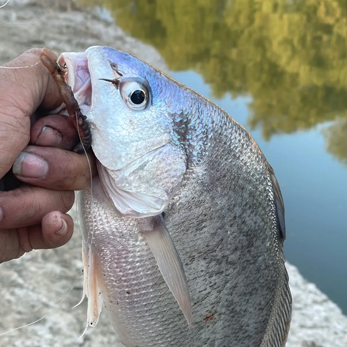 Freshwater drum caught on Fishbrain