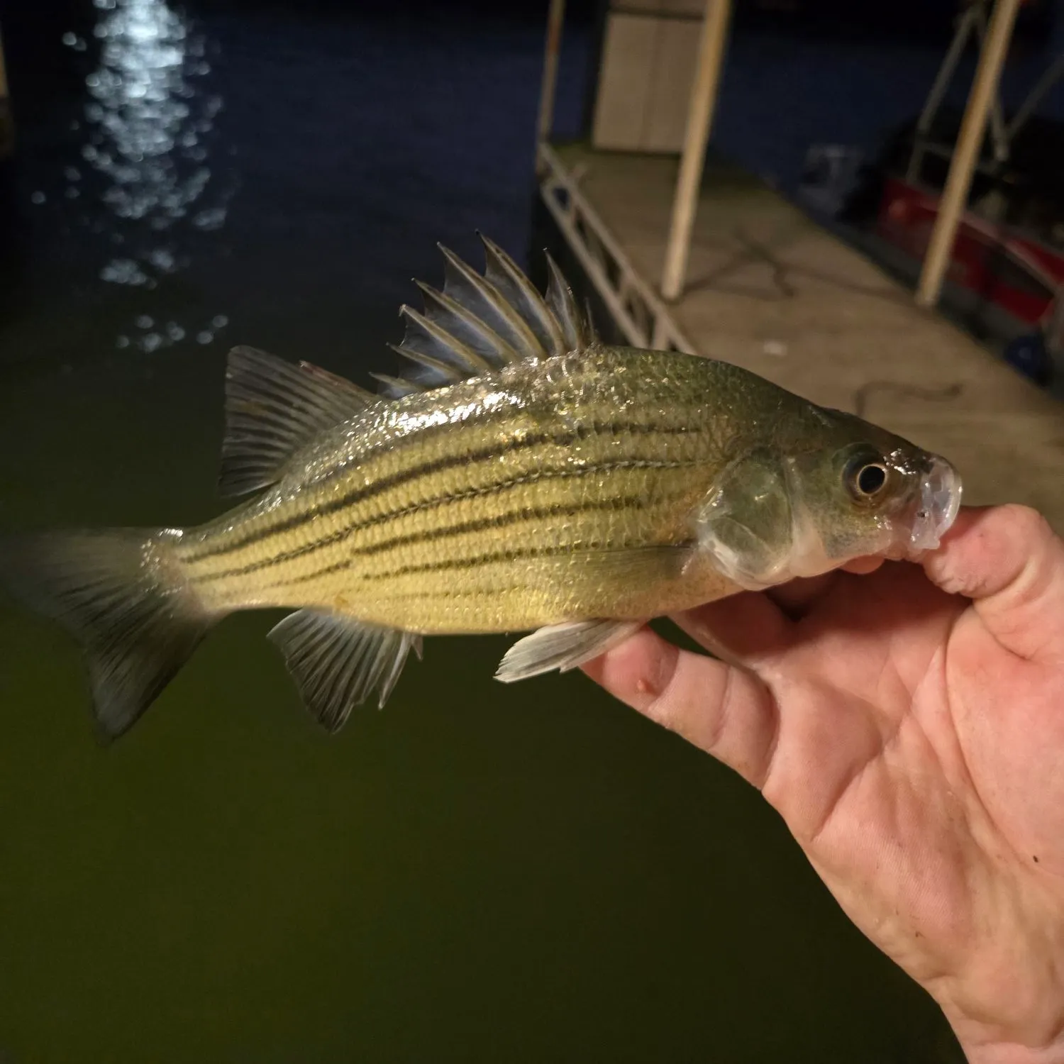 Yellow bass caught on Fishbrain
