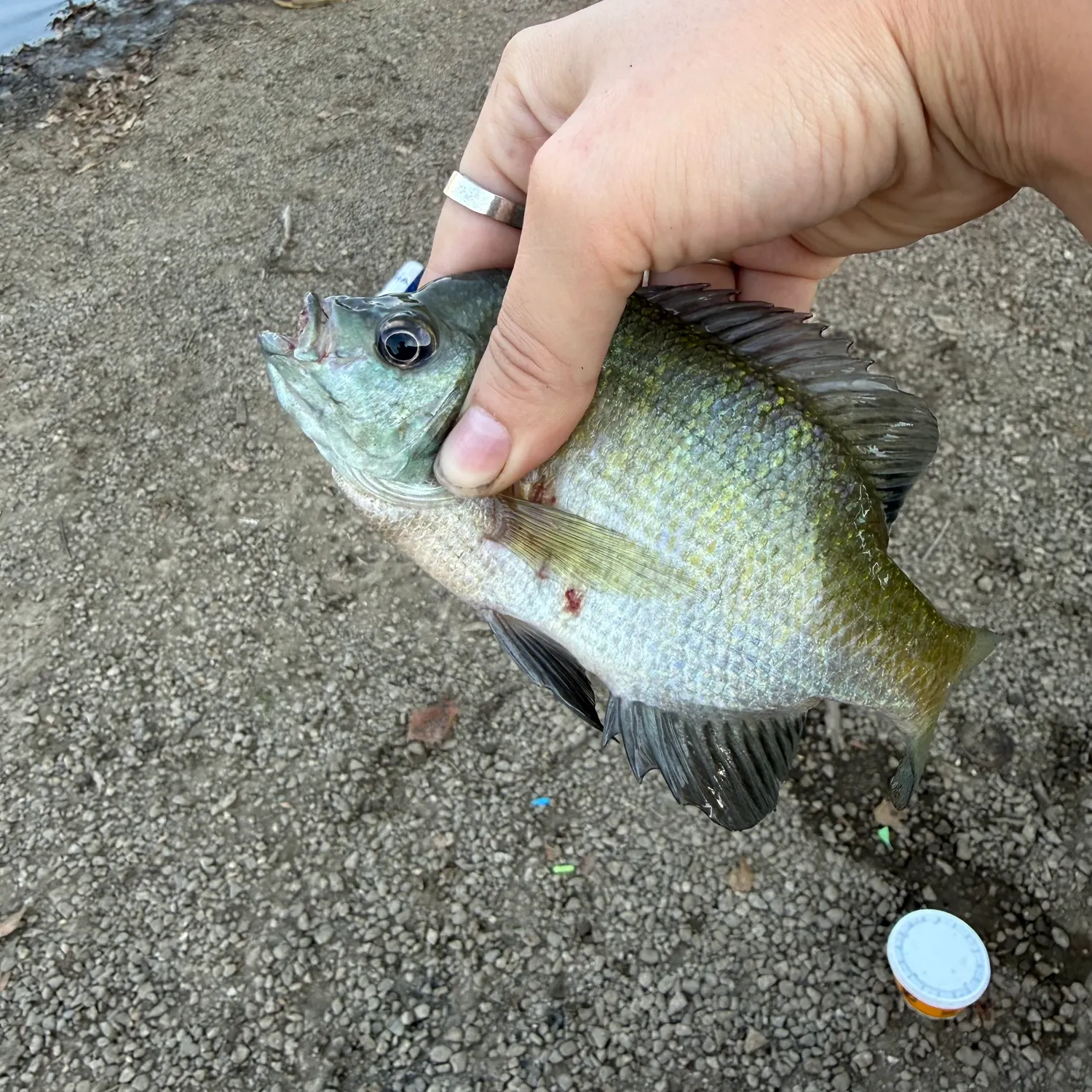 Bluegill caught on Fishbrain