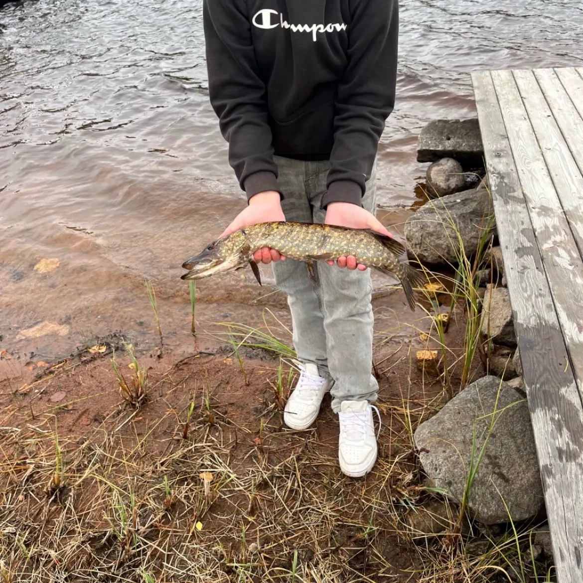 Northern pike caught on Fishbrain