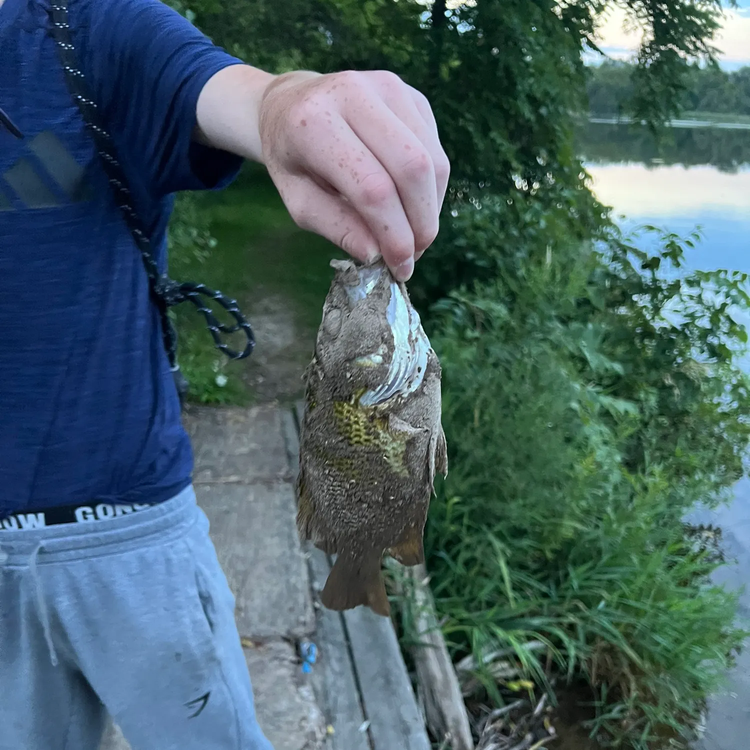 Green sunfish caught on Fishbrain