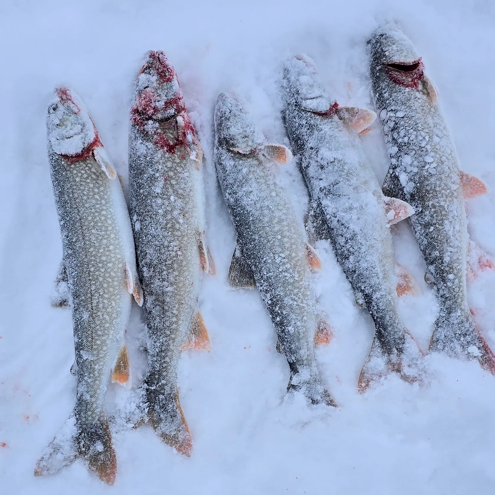 recently logged catches