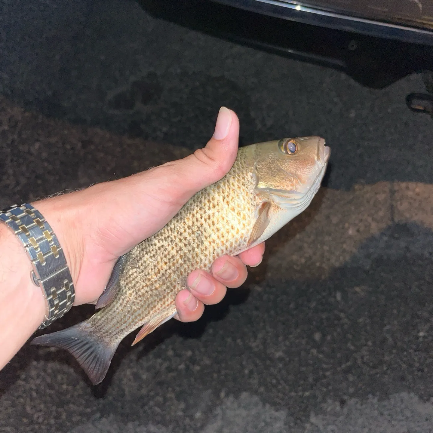 Mangrove snapper caught on Fishbrain