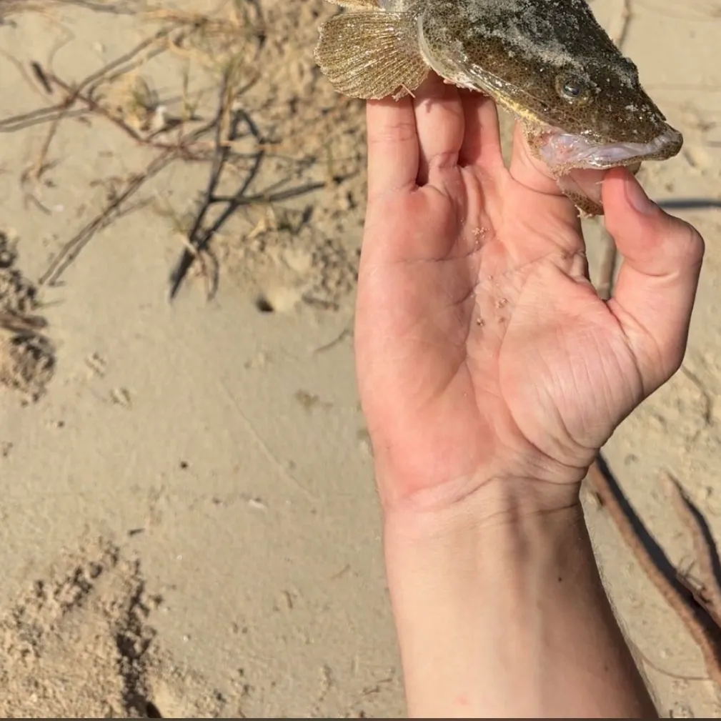 Dusky flathead caught on Fishbrain