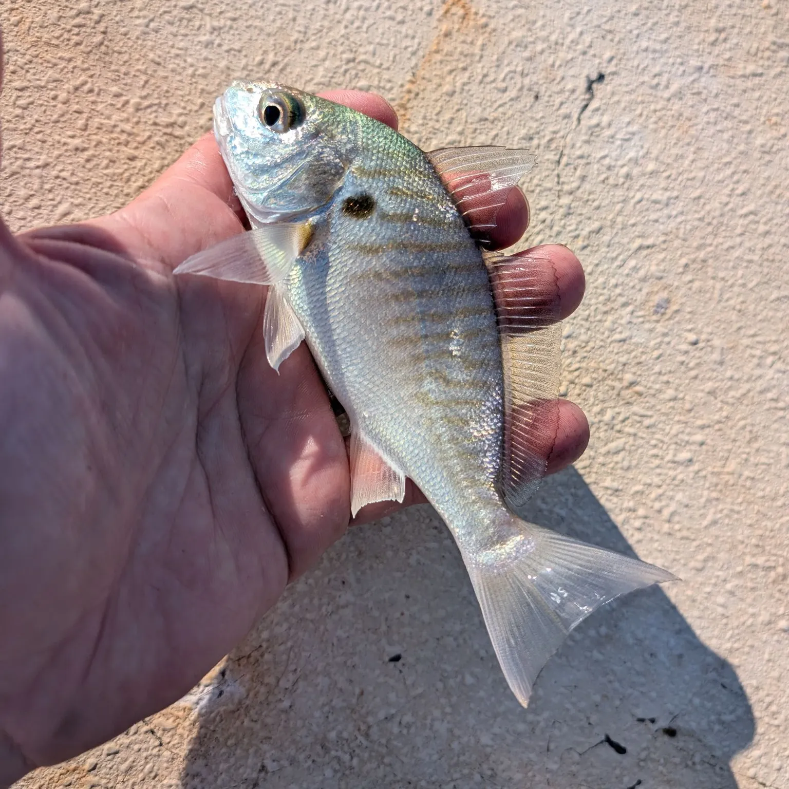 Spot croaker caught on Fishbrain