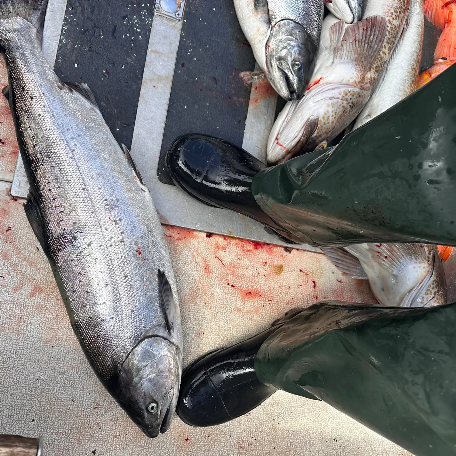 Chinook salmon caught on Fishbrain