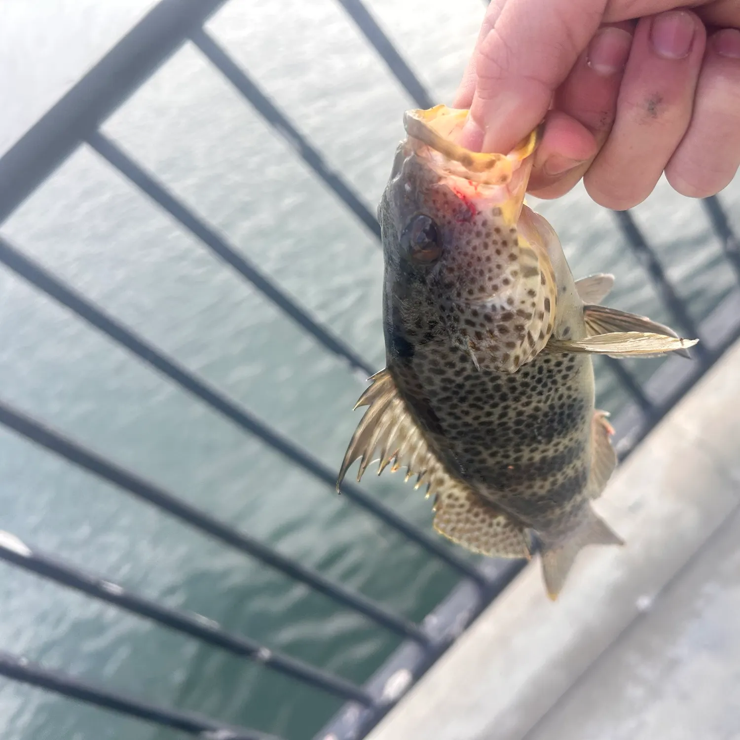 Fish caught on Fishbrain