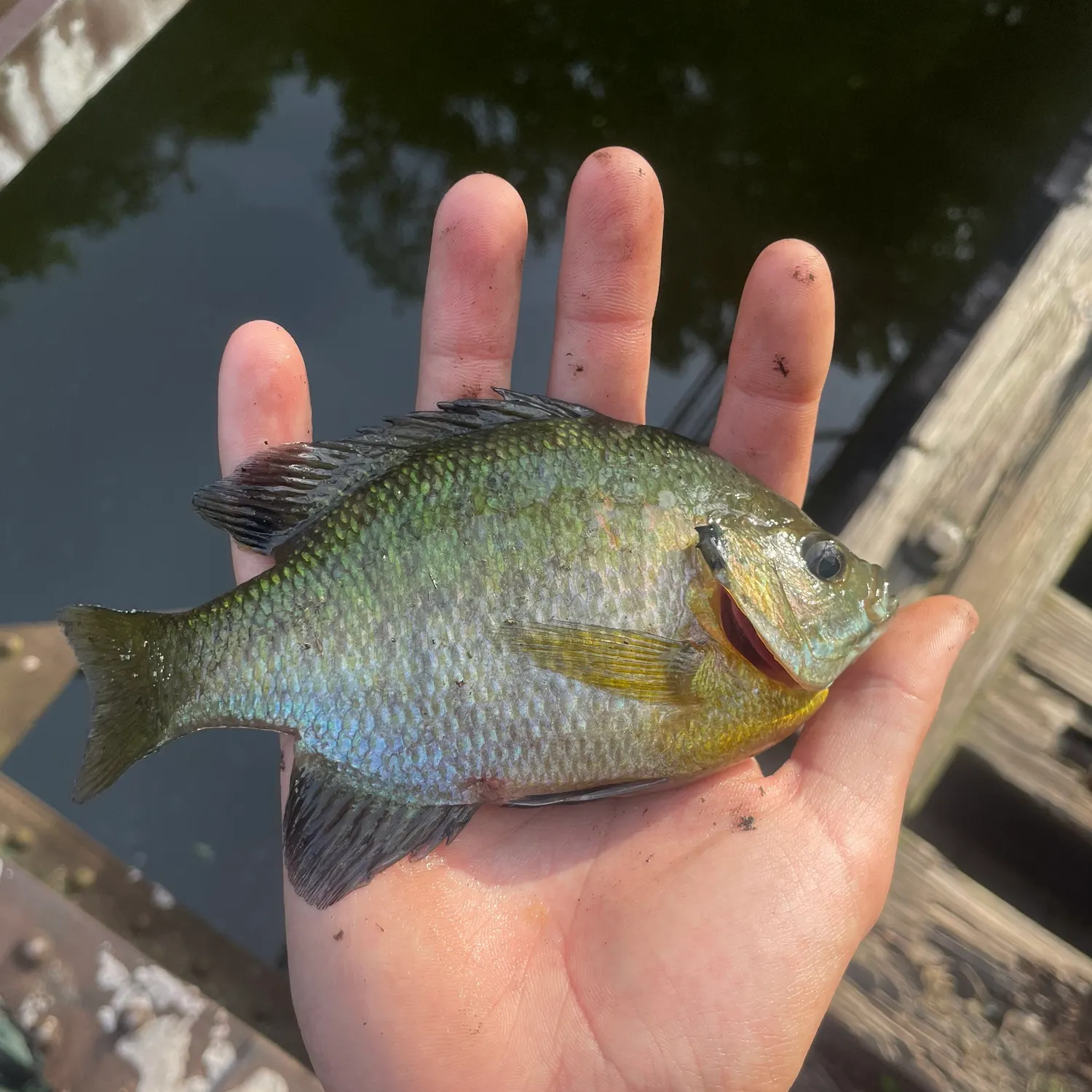 catch