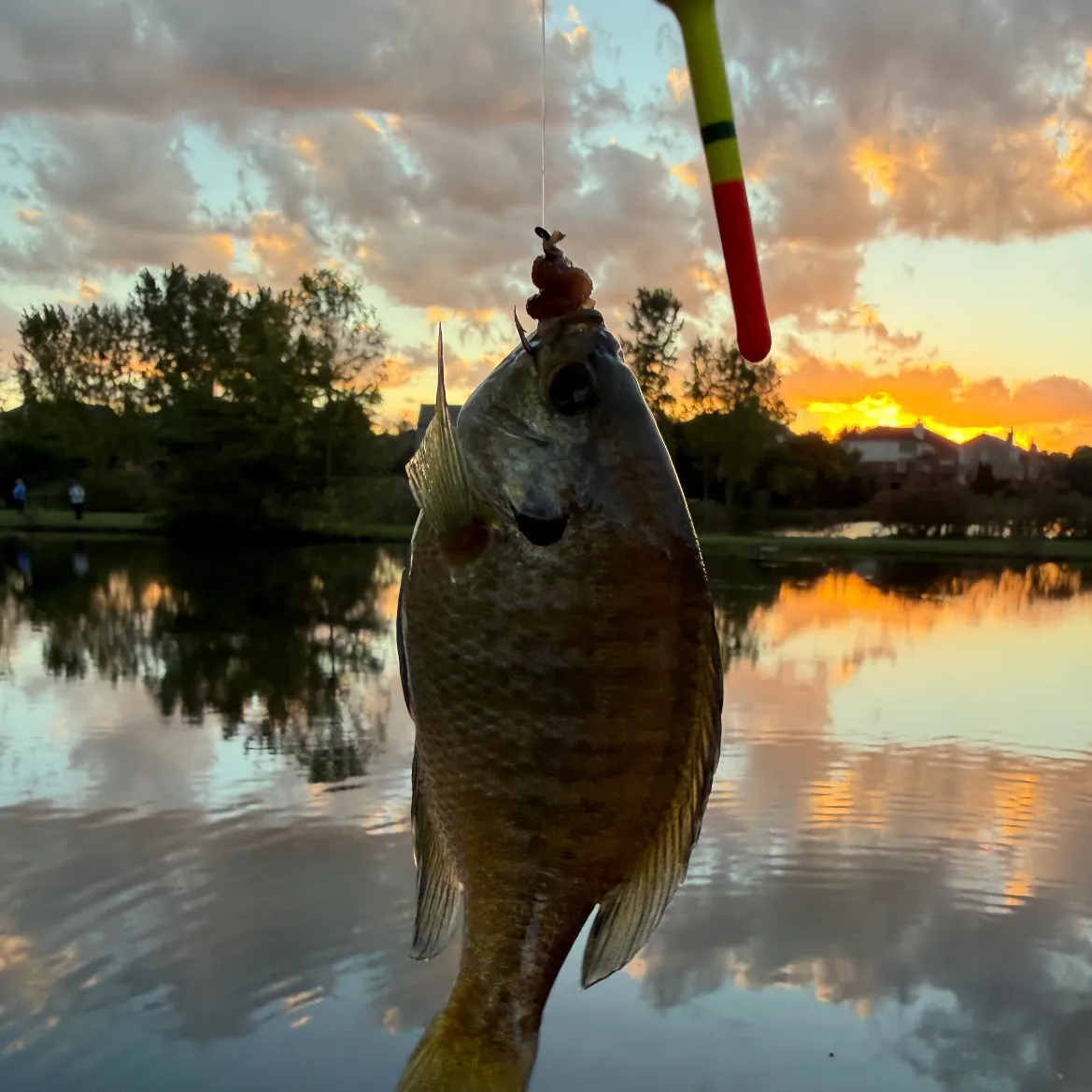 Bluegill caught on Fishbrain