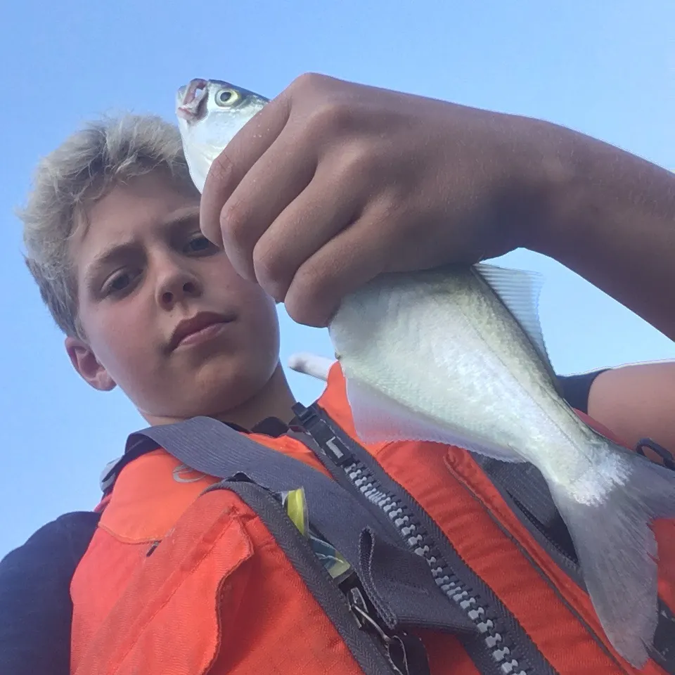 Bluefish caught on Fishbrain