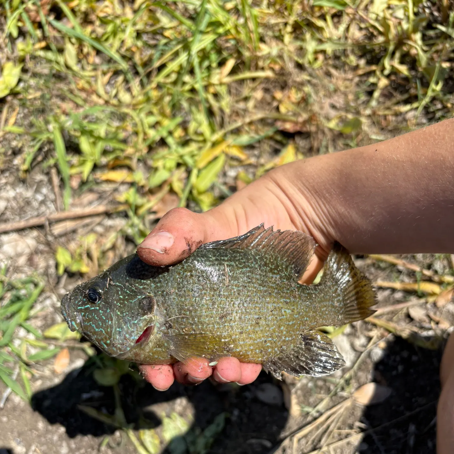 Green sunfish caught on Fishbrain