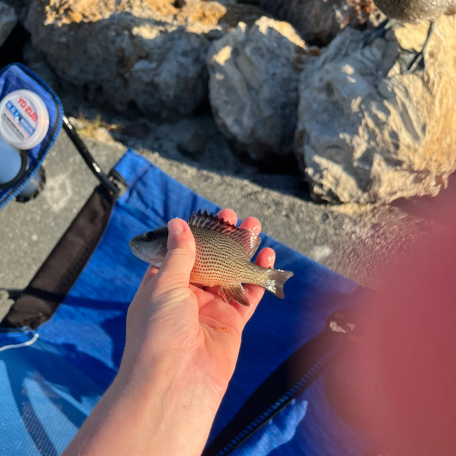 The most recent Mangrove snapper catches on Fishbrain