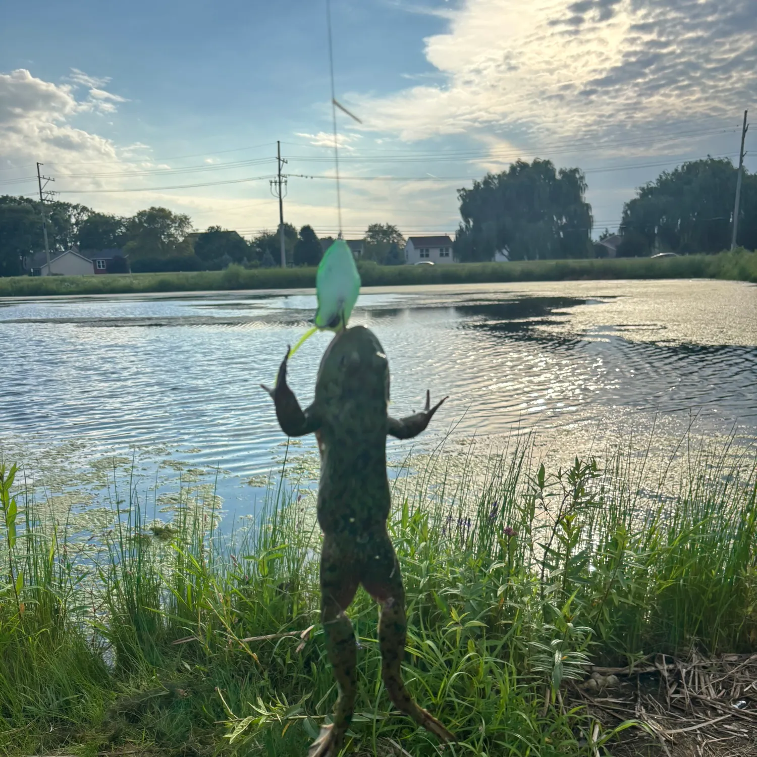 Fish caught on Fishbrain