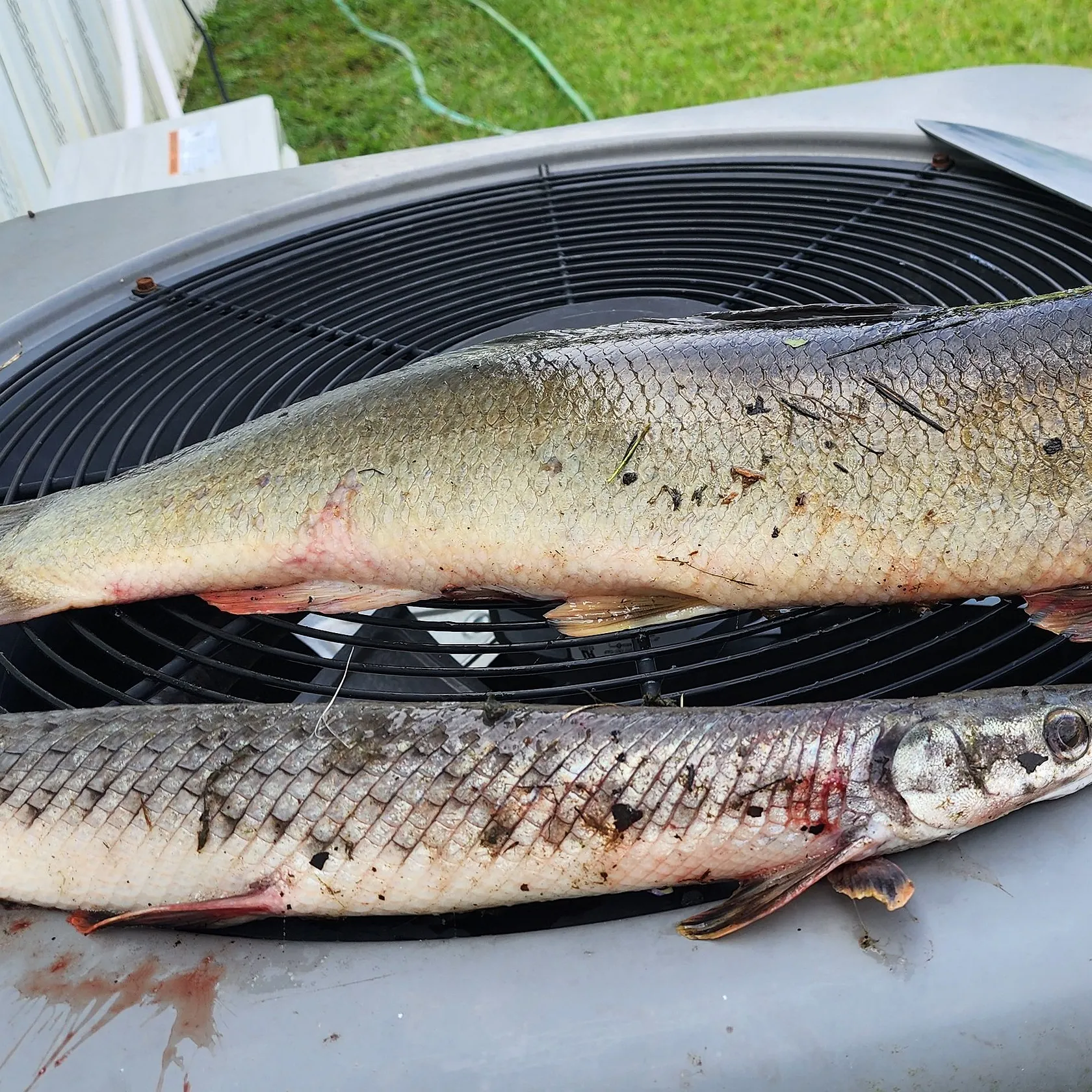 Ruddy bowfin caught on Fishbrain