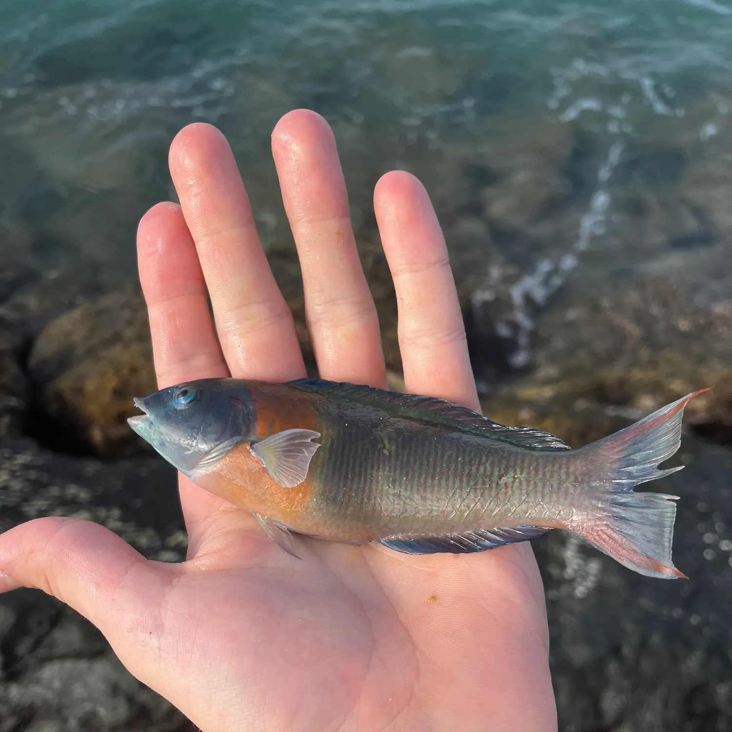 The most recent Saddle wrasse catches on Fishbrain