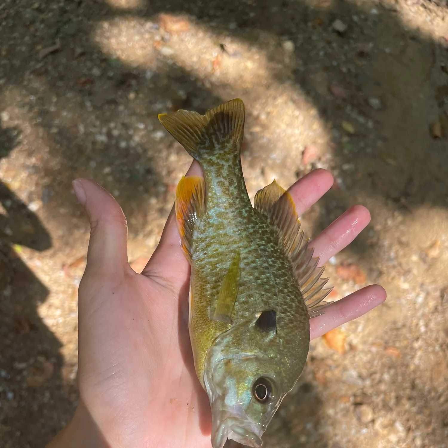 The most recent Redbreast sunfish x bluegill catches on Fishbrain