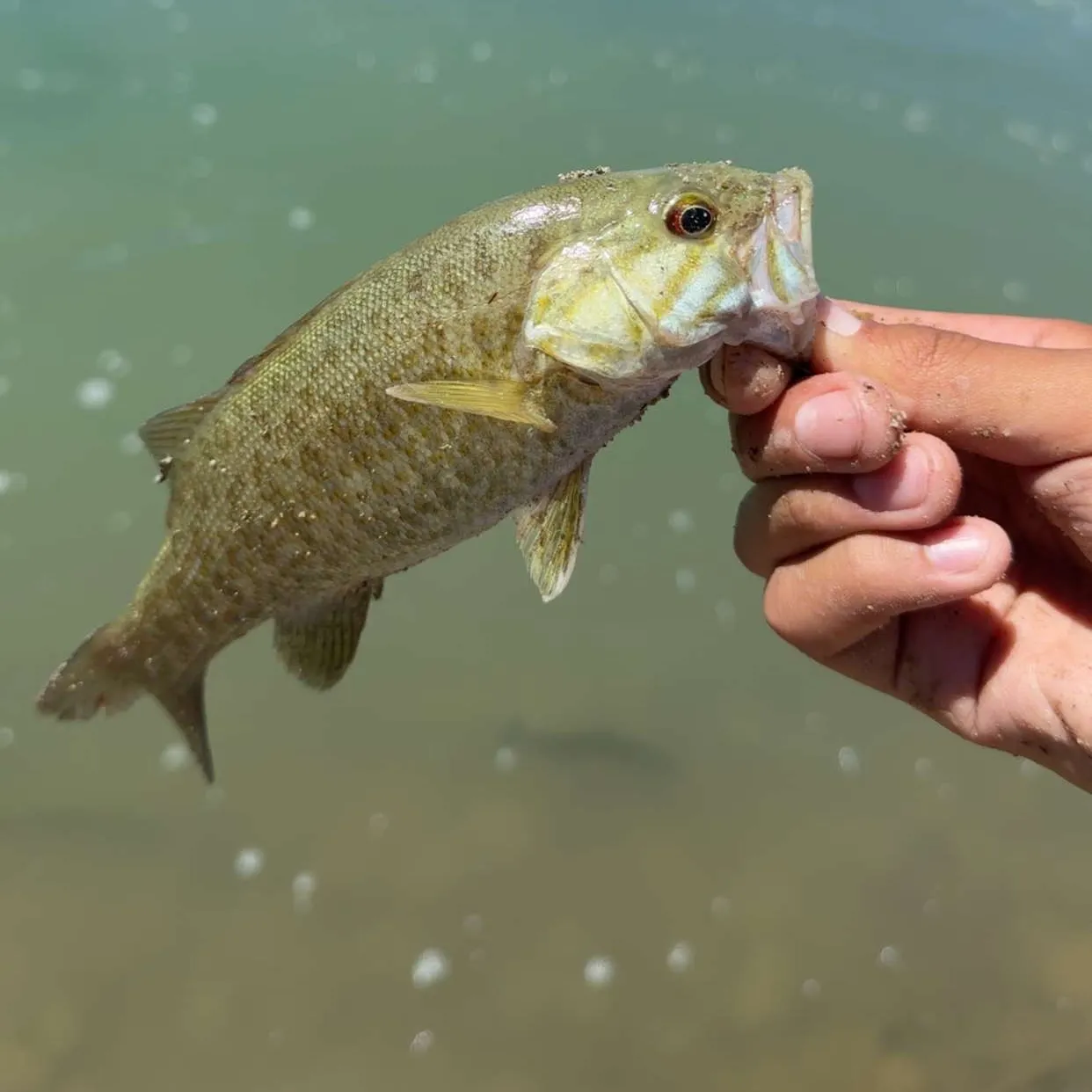 Smallmouth bass caught on Fishbrain