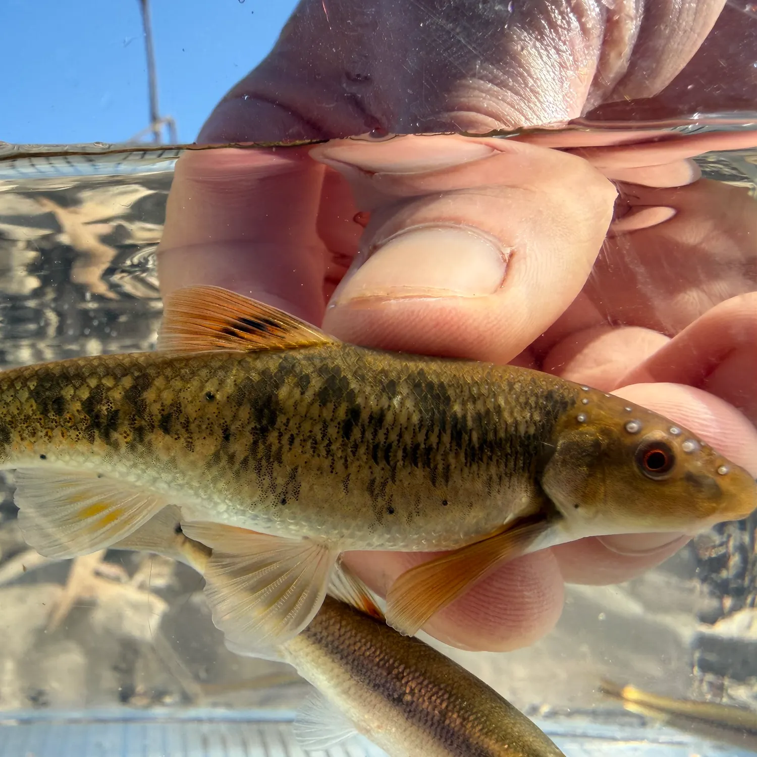 The most recent Largescale stoneroller catches on Fishbrain