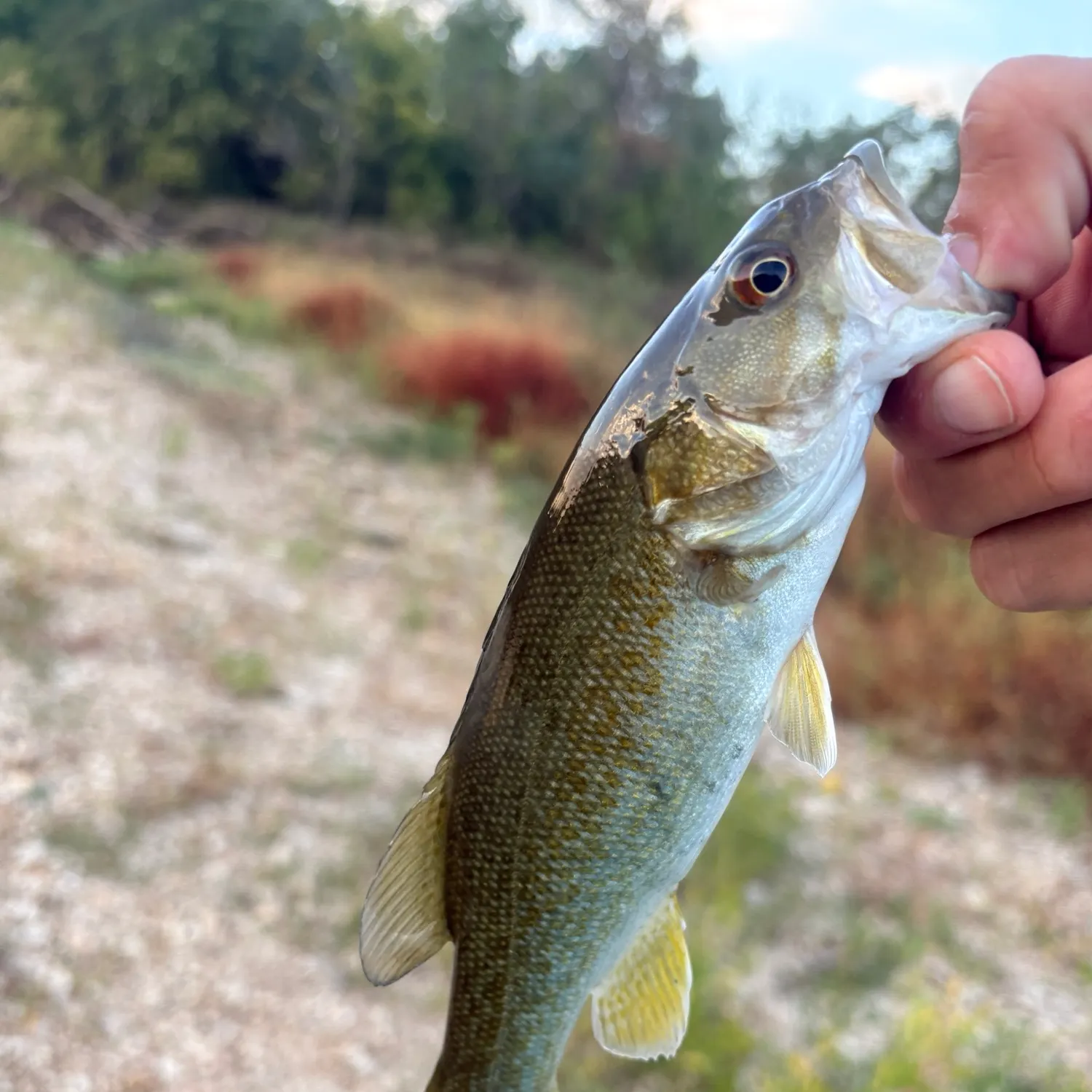 Smallmouth bass caught on Fishbrain