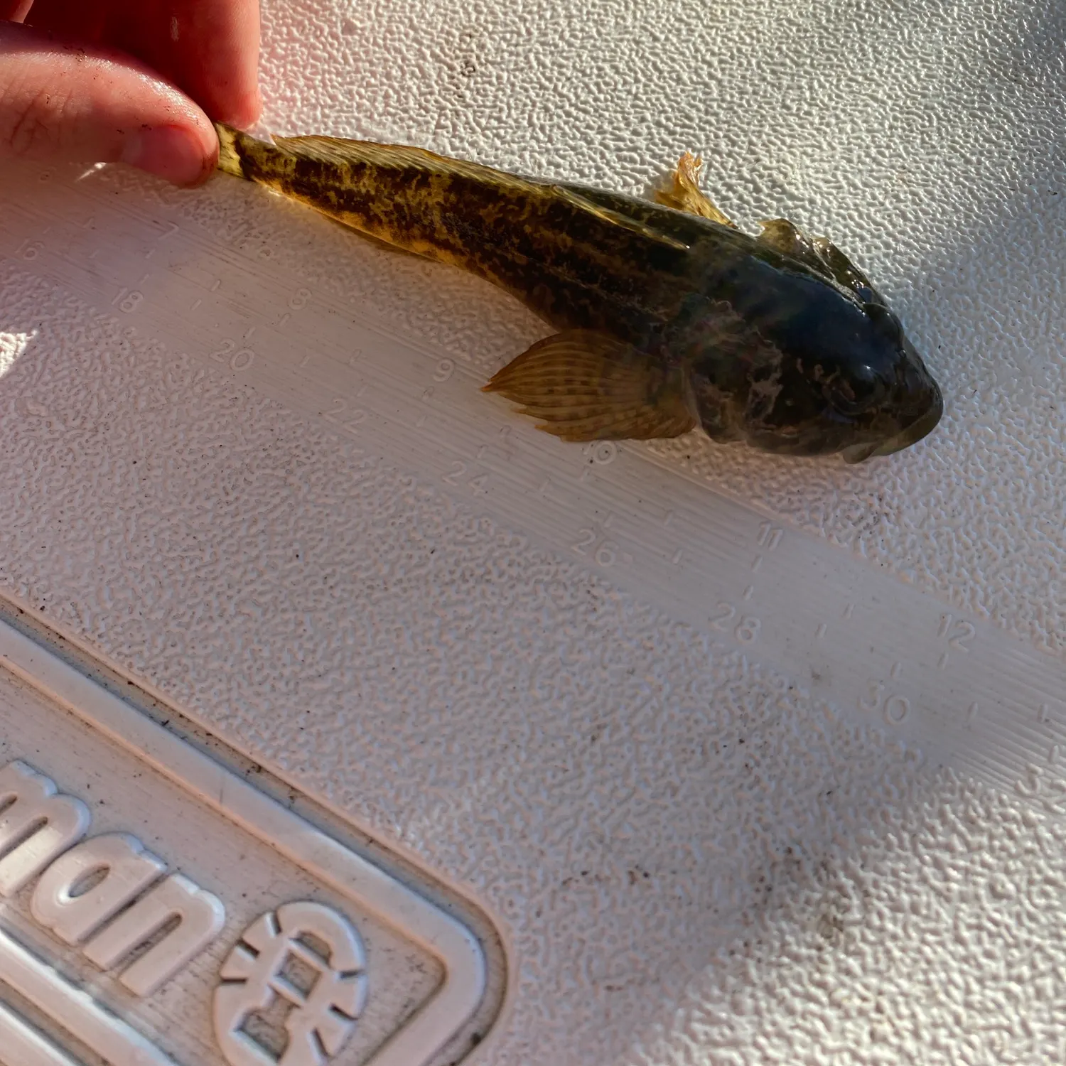 The most recent Prickly sculpin catches on Fishbrain