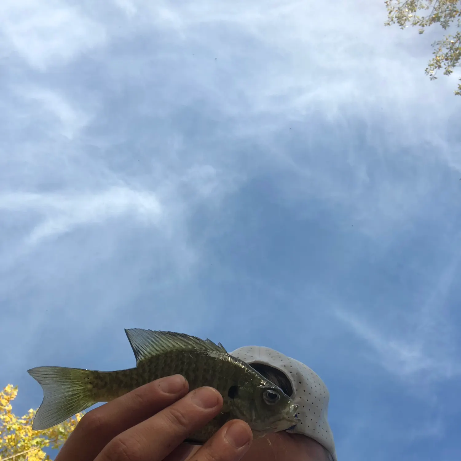 Bluegill caught on Fishbrain