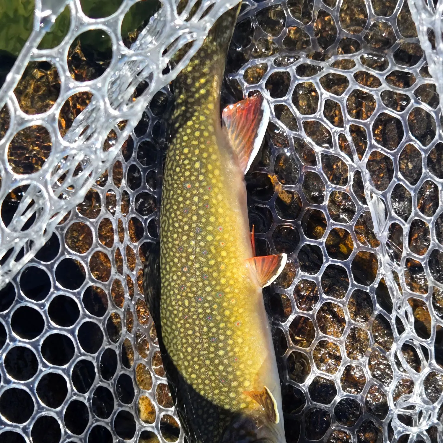 Brook trout caught on Fishbrain