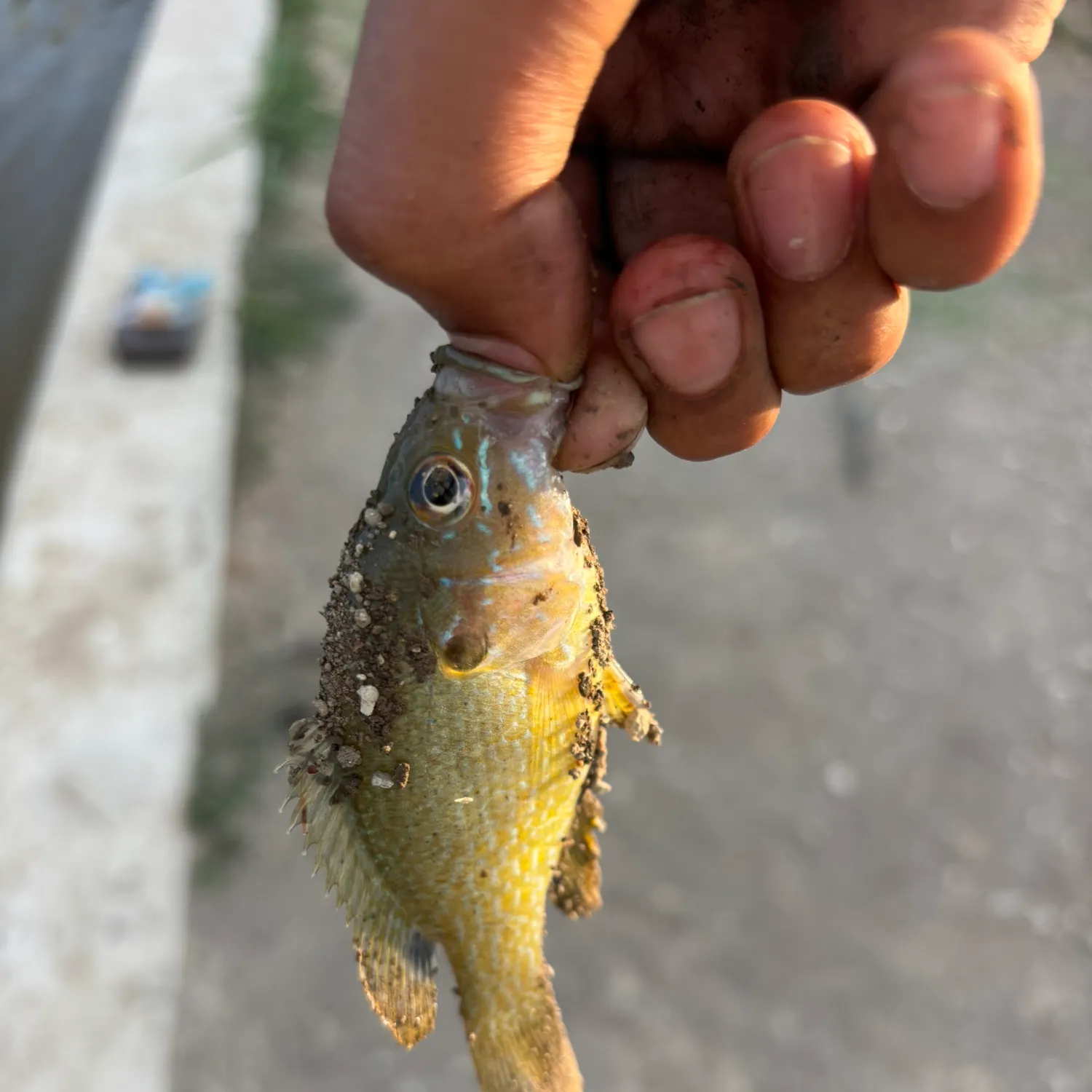 Green sunfish caught on Fishbrain