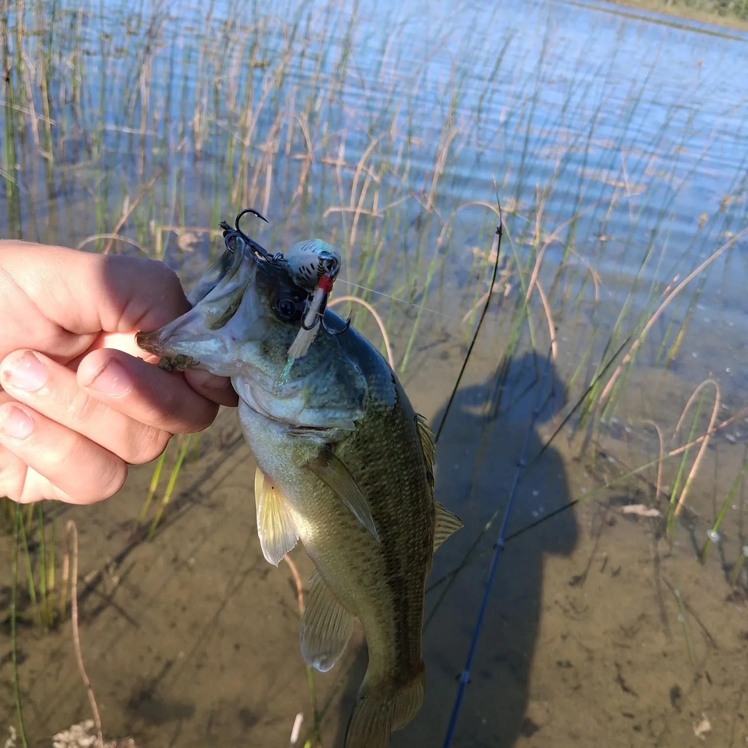 Largemouth bass caught on Fishbrain