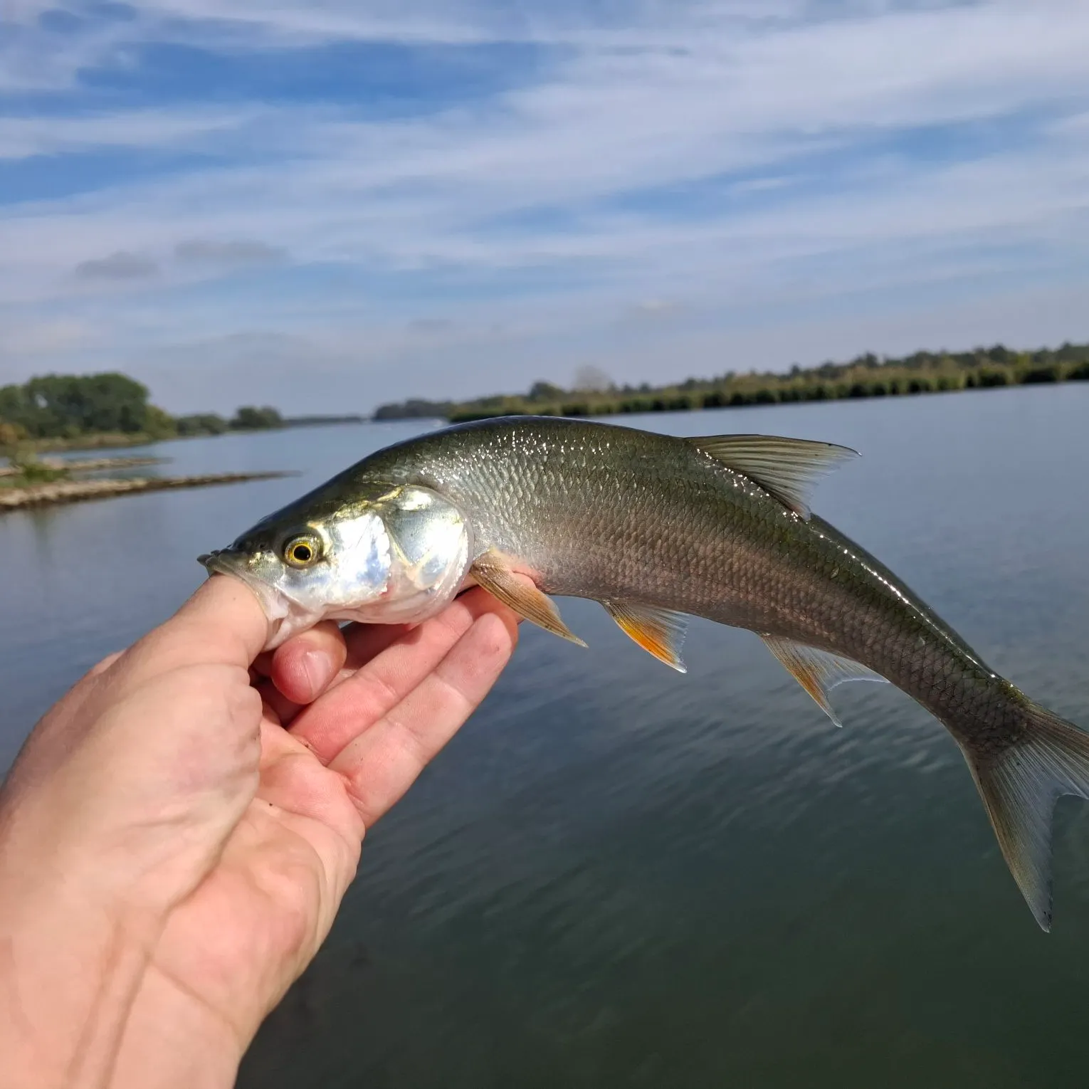 Asp caught on Fishbrain