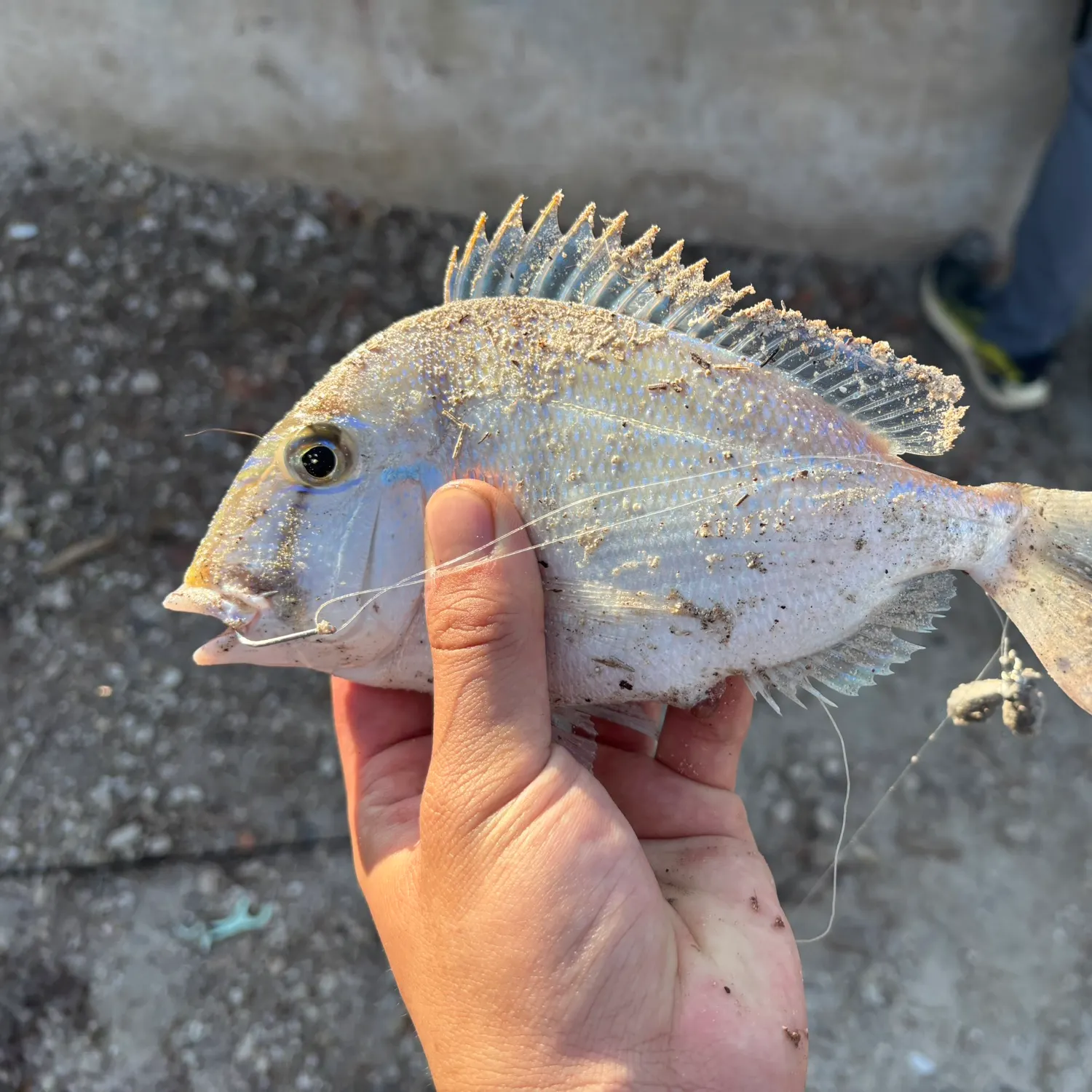 The most recent Jolthead porgy catches on Fishbrain