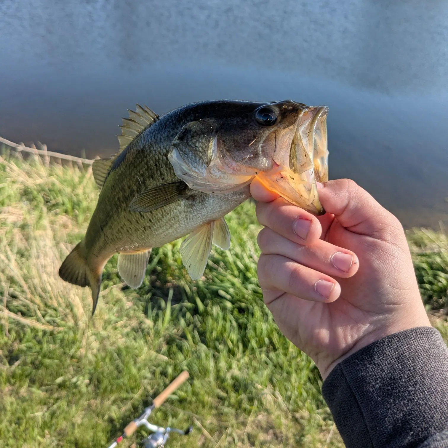 The most recent Largemouth bass catches on Fishbrain