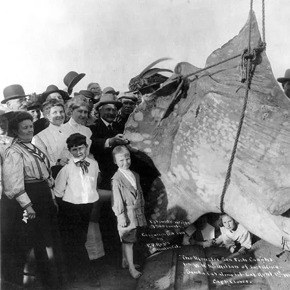 Fish caught on Fishbrain