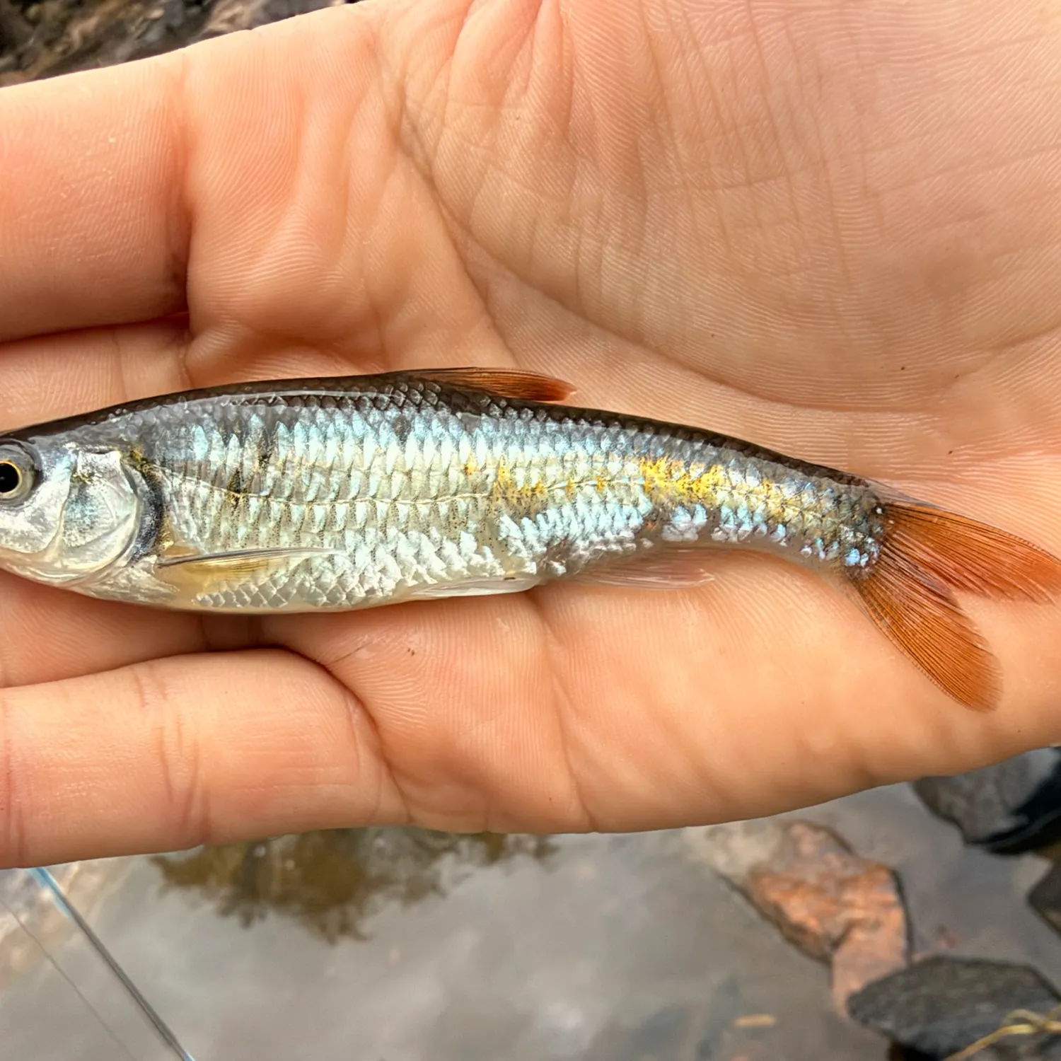Common shiner caught on Fishbrain