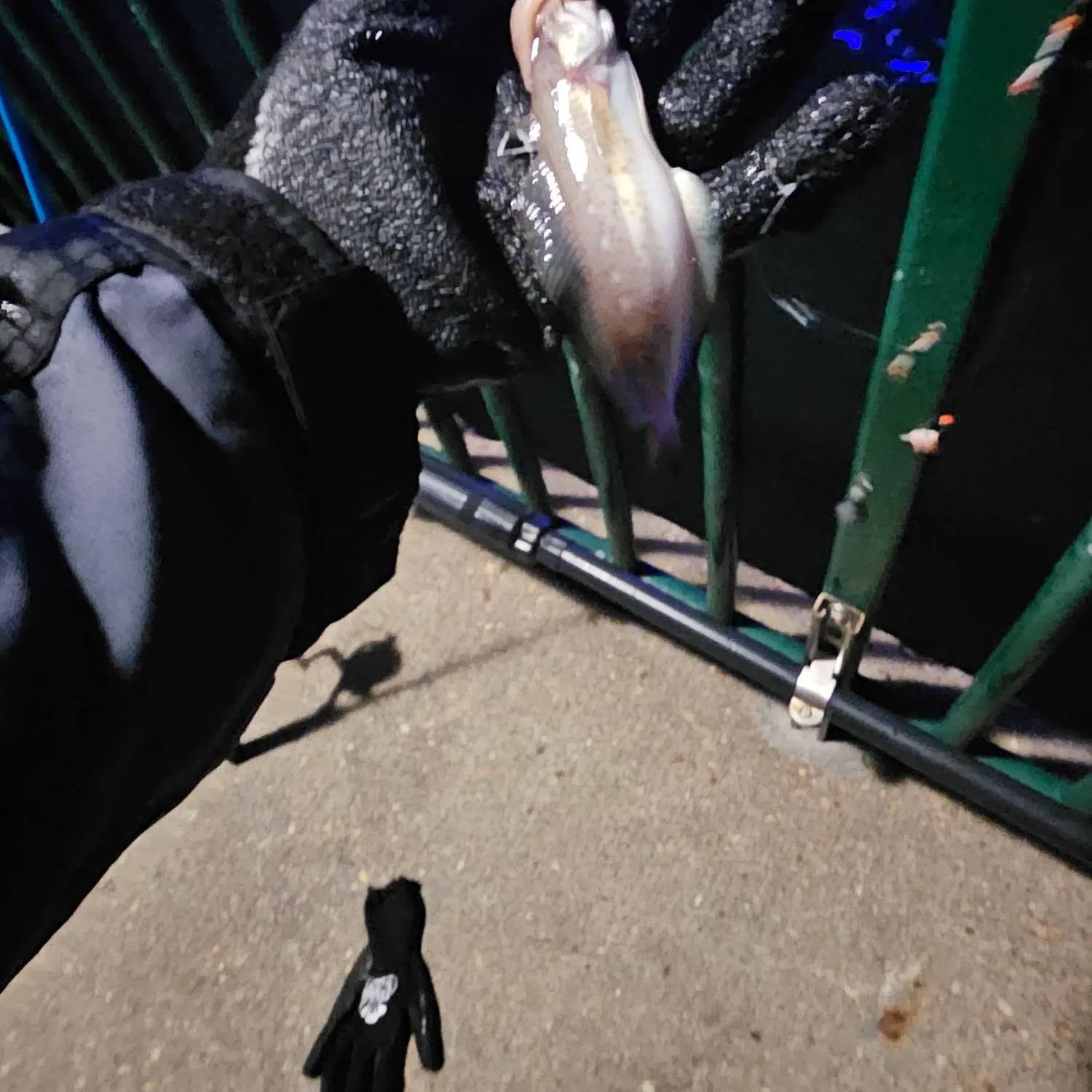 The most recent Spotted hake catches on Fishbrain