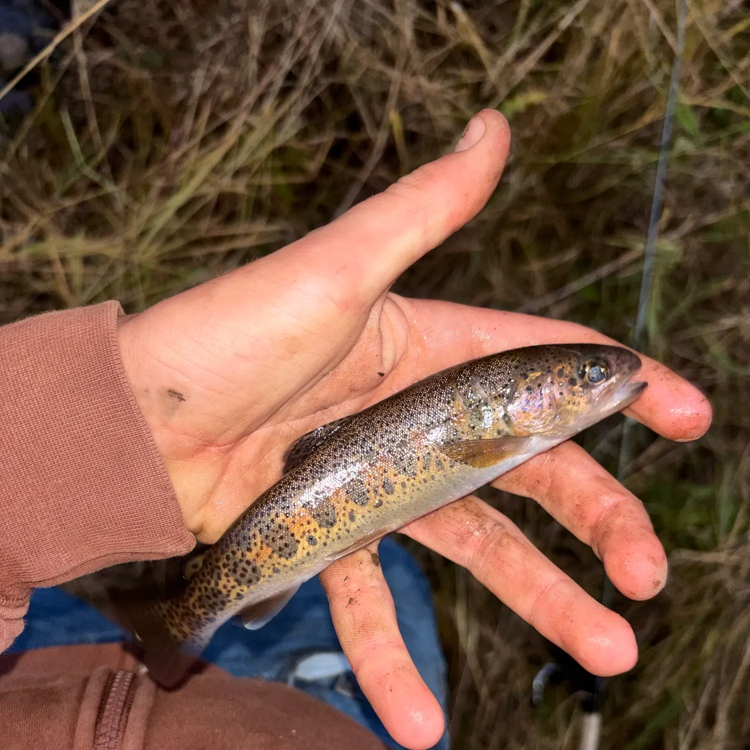 The most recent Golden trout catches on Fishbrain
